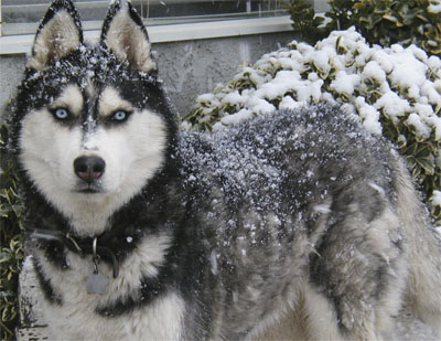 Local store husky rescue